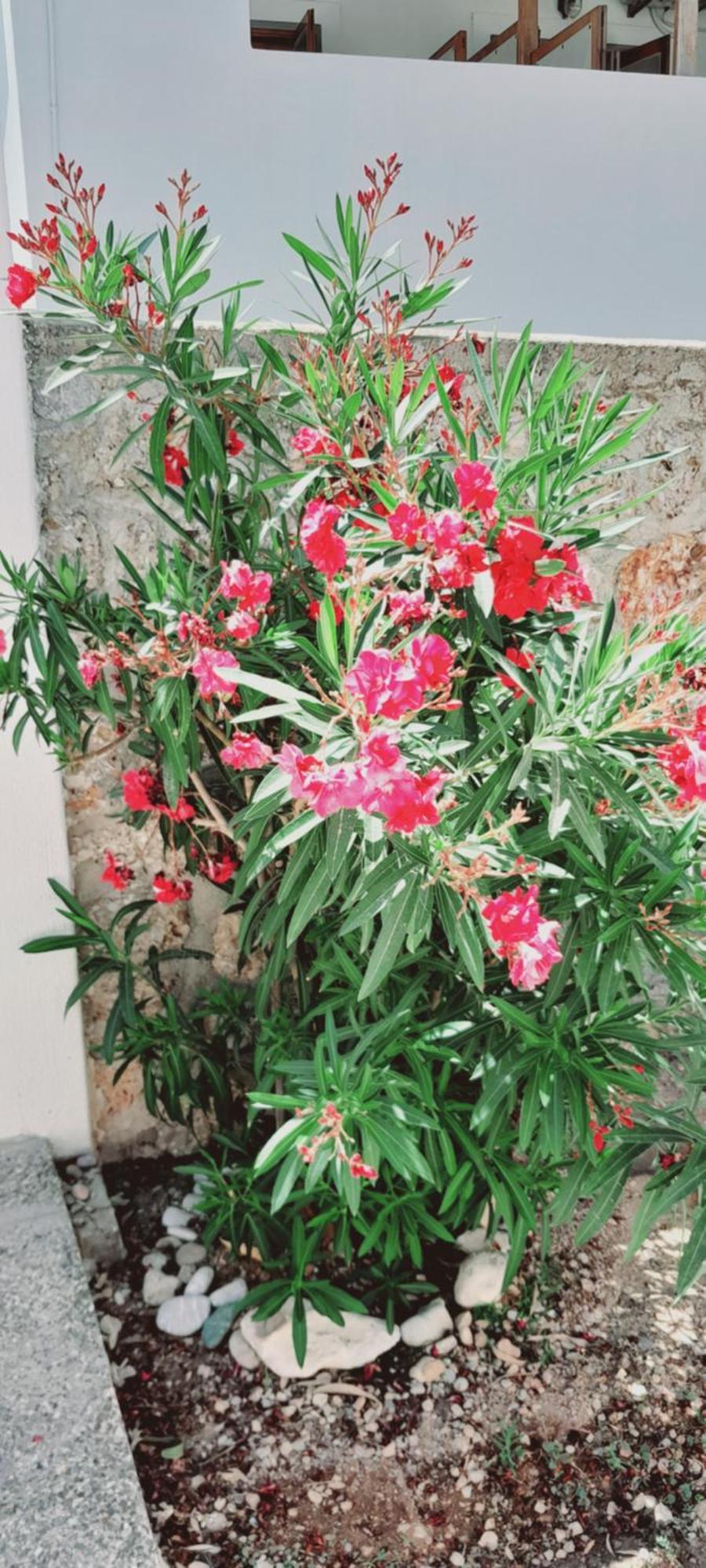Sunblaze Studios1 Spetses المظهر الخارجي الصورة